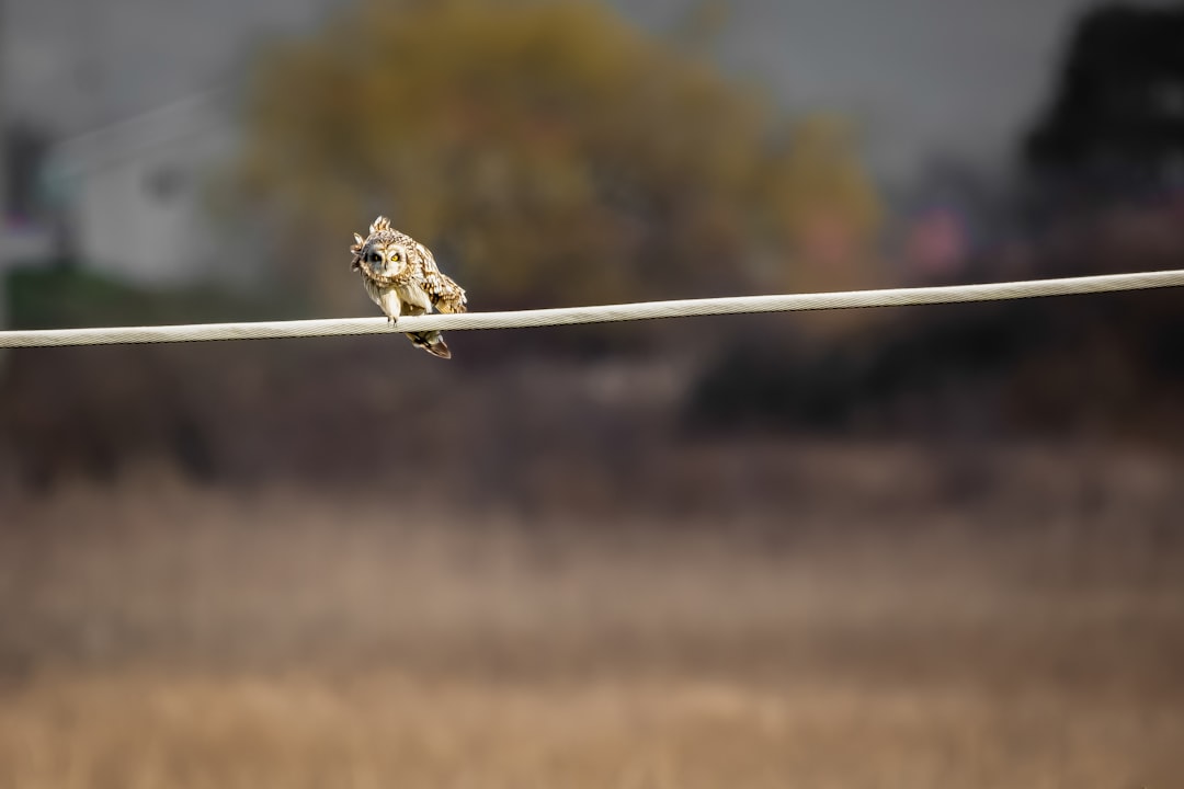 Photo Cheese, rope